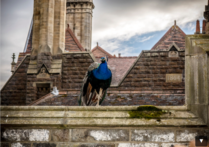 a peacock is standing on top of a building